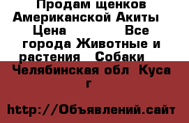 Продам щенков Американской Акиты › Цена ­ 25 000 - Все города Животные и растения » Собаки   . Челябинская обл.,Куса г.